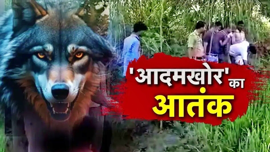 बहराइच: भेड़ियों का नया झुंड दिखने का दावा