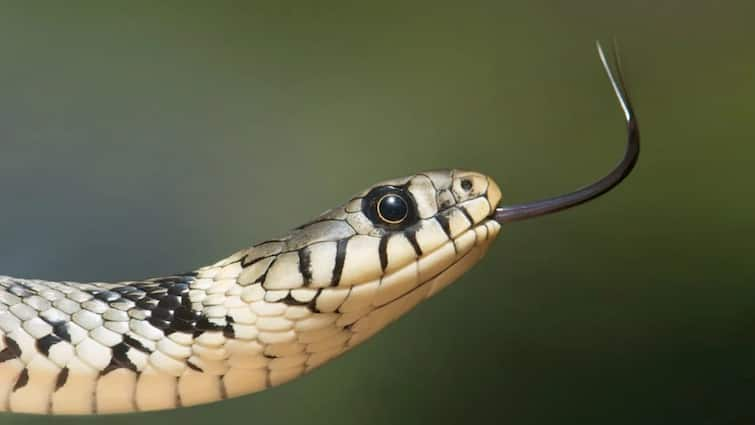 Why does a snake tongue have two parts Is the reason behind this related to Mahabharata क्यों सांप के जीभ के होते हैं दो हिस्से, किस काल से जुड़ी है इसके पीछे की वजह?