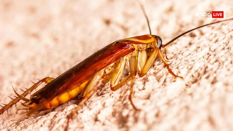 Delhi Live cockroach measuring 3 cm removed from man intestine फास्ट फूड खाने वाले सावधान! युवक की आंत से निकला तीन सेंटीमीटर लंबा जिंदा कॉकरोच