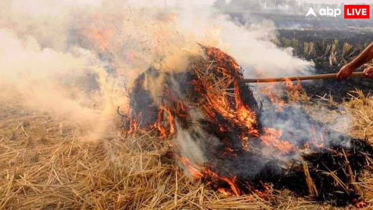 stubble pollution controversy over burning of stubble in Punjab India How does Punjab Pakistan deal with this भारत के पंजाब में हर साल पराली जलाने पर होता है विवाद, इससे कैसे निपटता है पाकिस्तान का पंजाब?