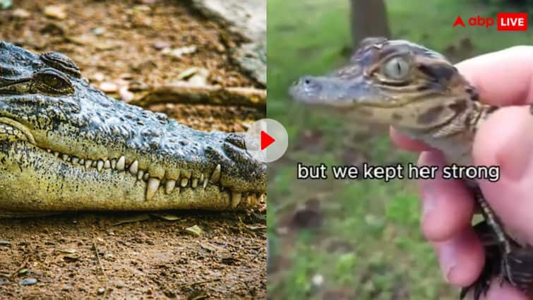 Man was keeping the crocodile mistaking it for a lizard When he found out he was shocked मगरमच्छ को छिपकली समझकर पाल रहा था शख्स, इसके बाद जो हुआ जानकर कांप जाएगी रूह