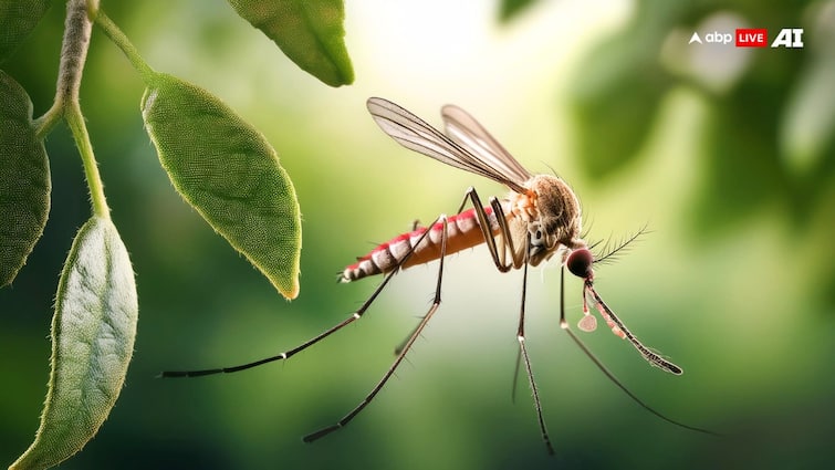 How to Keep Mosquitoes Away from Home with Open Doors दरवाजे खुले रहने पर भी घर में नहीं घुसेंगे मच्छर, रोज कर लें बस ये एक काम