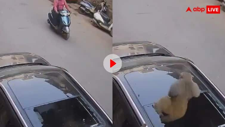 Monkey jumped from the roof of a car parked outside a hotel in Varanasi due to which the sunroof of the car broke आसमान से गिरा, सनरूफ तोड़कर निकला- कार की छत पर बंदर के गिरने का वीडियो वायरल